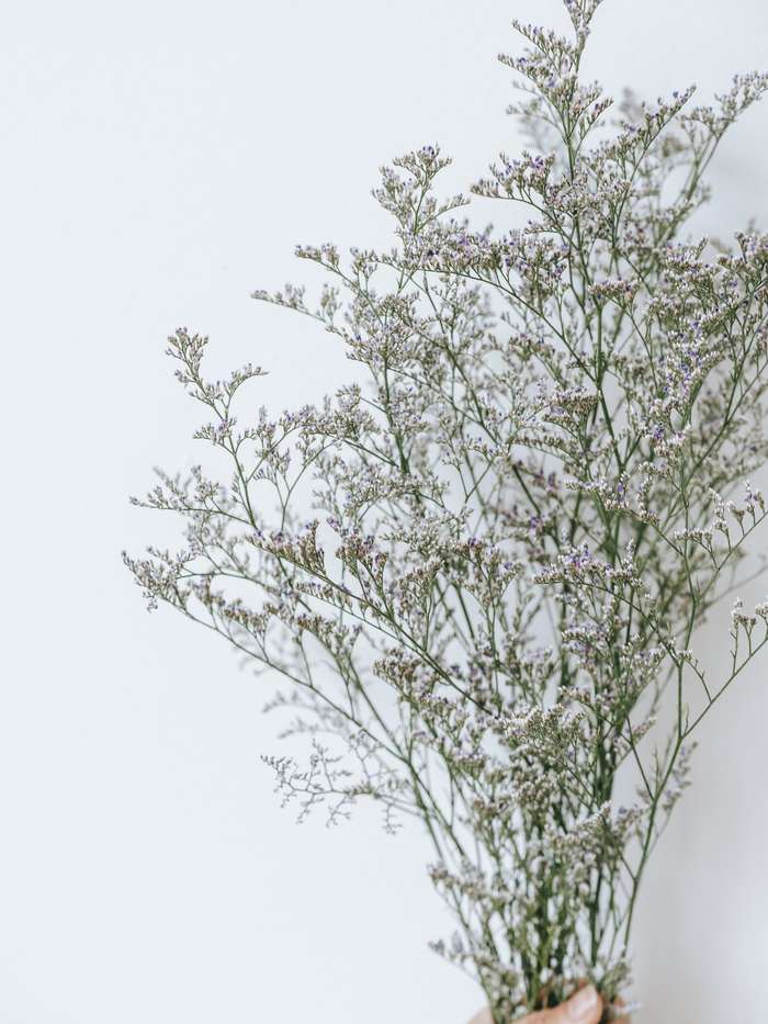A hand holding up an airy bunch of pale lilac sea lavender against a white wall.