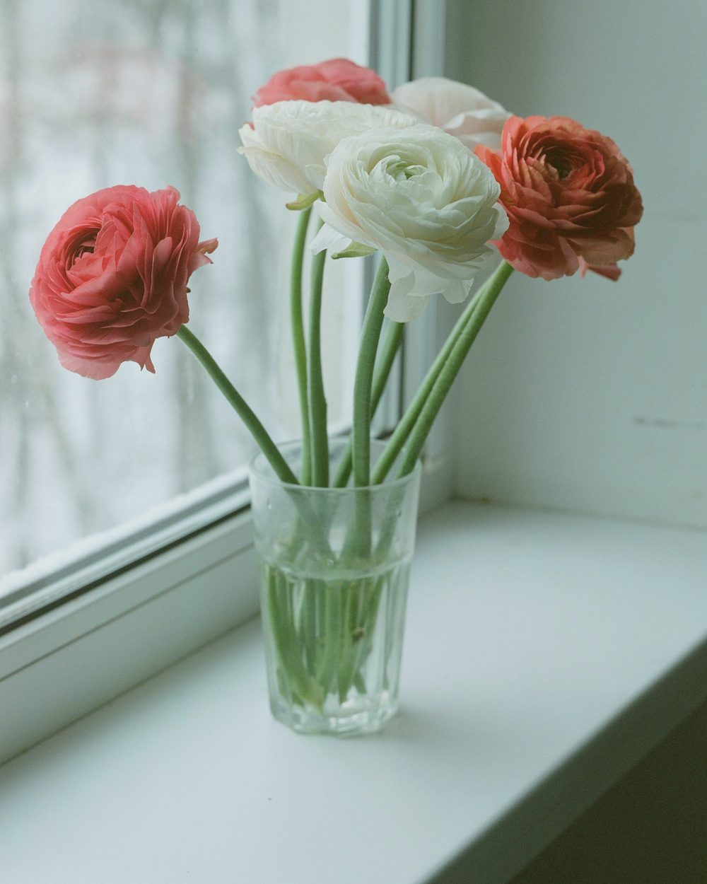 Coral, white and pink ranunculus on tall stems in a glass tumbler on a white windowsill.