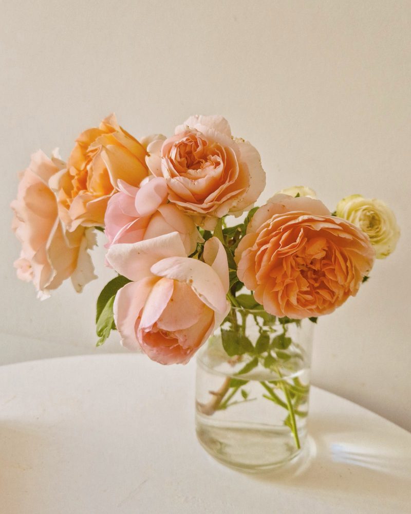 Peach and apricot garden roses, fully open, in a clear glass jar on a white table.